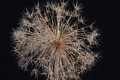 allium